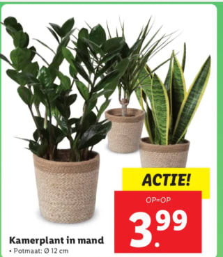 Kamerplant in mand voor €3,99 bij de Lidl