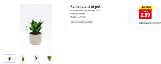 Kamerplant in pot voor €2,99 bij de Lidl