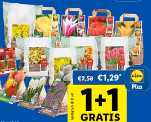 1+1 gratis op bloembollen met Lidl Plus