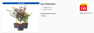 Japanse esdoorn (Acer Palmatum) voor €7,49 bij de Lidl