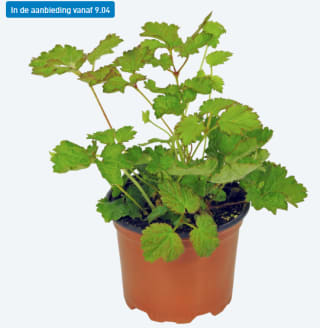 Diverse vaste planten voor €0,99 bij de Aldi