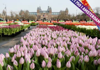 Gratis bos tulpen plukken op het museumplein in Amsterdam op 18 januari