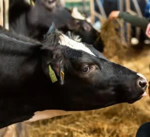 Bezoek gratis een boerderij tijdens de Campina Boerderijdagen op 30 mei en 9 juni