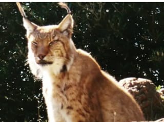 2 noches enApartamentos Santander Maliaño Suites 3000 + entradas al Parque Natural de Cabárceno por 54€ pxp (mínimo 2p)