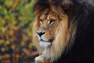 Safaripark Beekse Bergen voor €17.50