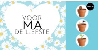 Gratis potje vol madeliefjes bij Blokker