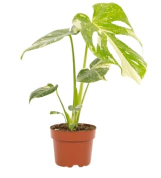 Plante Faux philodendron FloraSelf Monstera Thai Constellation à 29,95€