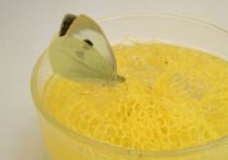 Koolwitjes kweken in de klas, of thuis voor €32.50