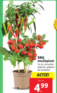 Snackplant voor €4,99 bij de Lidl
