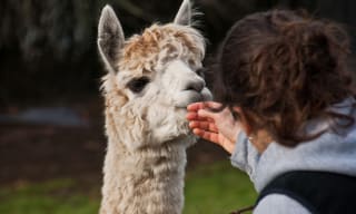 Een privé wandeling met alpaca’s! Voor slechts 19,95 via deze link in Riethoven
