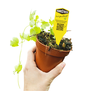 Gratis hopplantje ophalen bij de brouwerij Vandestreekbier in Utrecht