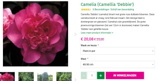 Camellia 'Debbie' voor €20,08 bij Directplant.nl