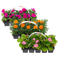 AH Plantjesmarkt diverse varianten vanaf €1,29 per tray