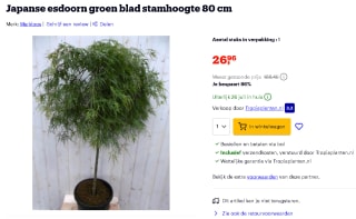 Japanse esdoorn (stam 80cm) voor €26,96 via Bol