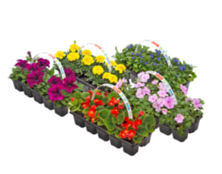 10 perkplantjes voor €1 bij Gamma