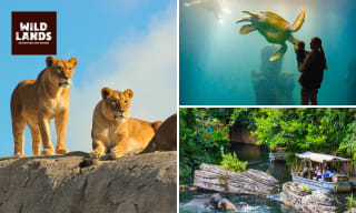 Dagentree voor WILDLANDS Adventure Zoo Emmen voor €17,50 via Social deal