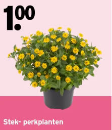 Perkplantjes 10 voor €1 bij Gamma tijdens plantjesmarkt 7-10 april