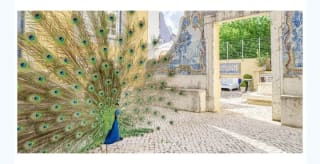 Lisboa 3 días con Vuelos desde 169€.