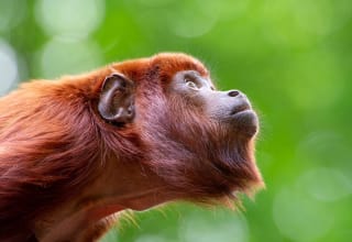 Apenheul ticket vanaf €15 bij Actievandedag