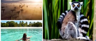 16 días en "la Isla de los baobabs" con playa y tours oferta 2x1