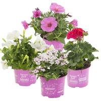 AH Plantjesmarkt diverse varianten vanaf €1,29 per tray