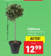 Olijfboom, ca 1 meter hoog potmaat 21 cm voor €12,99 bij de Lidl