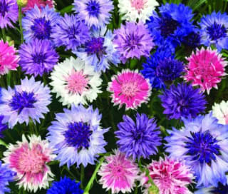 1100 seeds Cornflower tall Frosty Mixed+4" FREE REUSABLE PLANT LABEL - £0.99