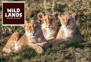 Entreeticket WILDLANDS Adventure Zoo voor €18,95 via Tripper