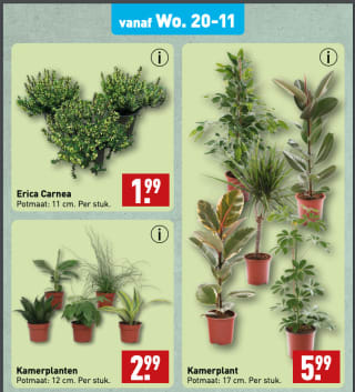 Kamerplant voor 5,99 euro