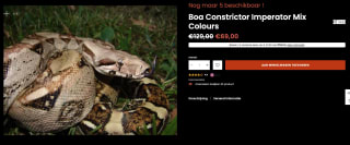 Boa Constrictor Imperator met 50% korting tijdens BlackFriday