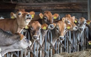 Rauwe jersey melk kopen bij de boer