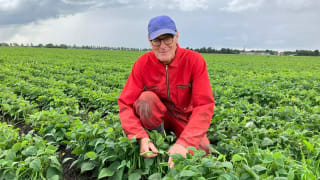 40.000 kg sperziebonen gratis af te halen