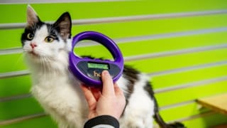 Gratis chipactie voor katten via de Dierenbescherming