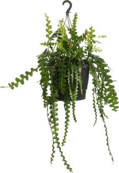 Tot 15% korting op kamerplanten bij Intratuin