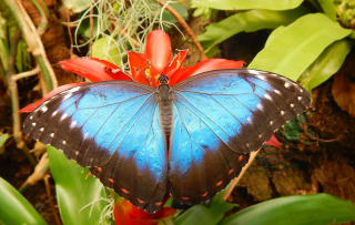 Entreeticket voor de overdekte vlindertuin Vlinders aan de Vliet voor €6,95 via Tripper