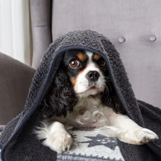 Manta suave de felpa para mascotas 80x100cm por 7,50€