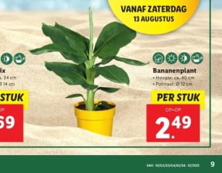 Ze zijn er weer! Bananenplantjes bij Lidl!