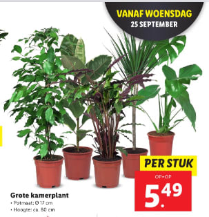 Grote kamerplant pot maat 17 cm voor €5,49 bij de LIDL