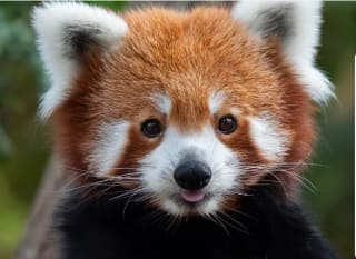 1+1 gratis op tickets voor Blijdorp op 14 februari voor valentijn