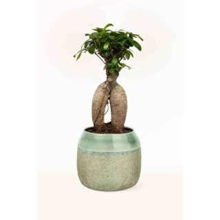 Ficus Ginseng Bonsai Planta Natural Tamaño S: Alt. 30 cm 12cm por 8,99€