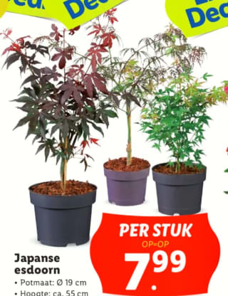 Japanse esdoorn, hoogte van ca. 55 cm voor €7,99 bij de Lidl