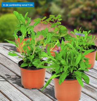 Diverse vaste planten voor €0,99 bij de Aldi