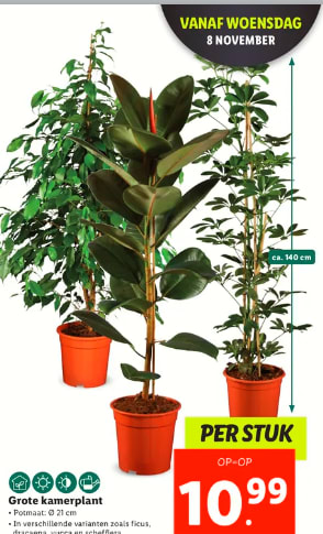 Grote kamerplant potmaat ca 21 cm doorsnee voor €10,99 bij de Lidl
