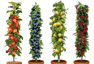 Lot de 4 arbres fruitiers résistant au froid à 39,95