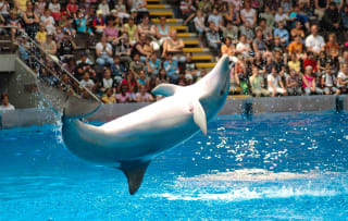 Entreeticket Boudewijn Seapark voor €19,50 via Tripper