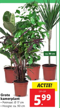 Grote kamerplant ca 90 cm voor €5,99 bij de LIDL