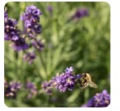 Gratis lavendelplant bij je bestelling bij Sprinklr