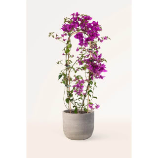 Planta natural, trepadora Buganvilla Morada por 13,49€