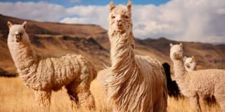 Perú 13 días + Vuelos + Visitas desde 1899€ por persona.