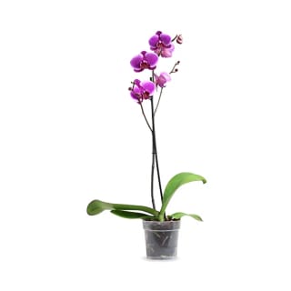 Orquidea 3 flores en caja de regalo por 1€